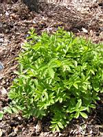 Agrimonia repens (fam Rosacees) (Europe, Turquie) (2) (Photo F. Mrugala)